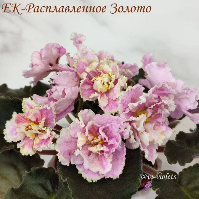 Фиалка ЕК-Расплавленное Золото 2