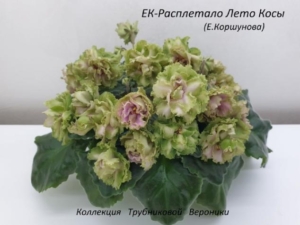 Фиалка ЕК-Расплетало Лето Косы
