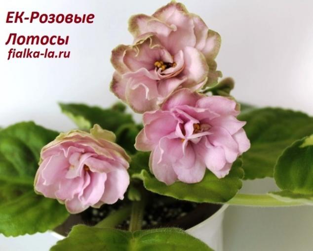 Фиалка ЕК-Розовые Лотосы 2