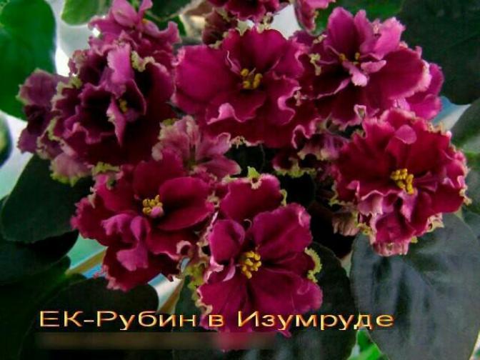 Фиалка ЕК-Рубин в Изумруде 4
