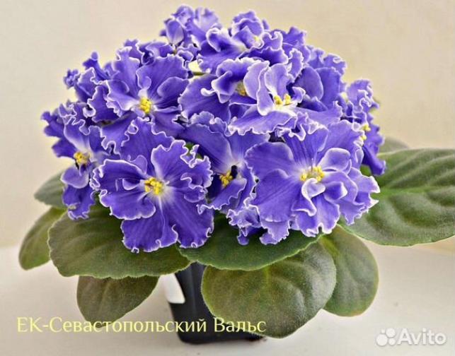 Фиалка ЕК-Севастопольский Вальс 2