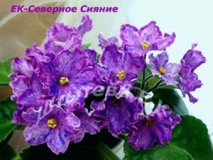 Фиалка ЕК-Северное Сияние