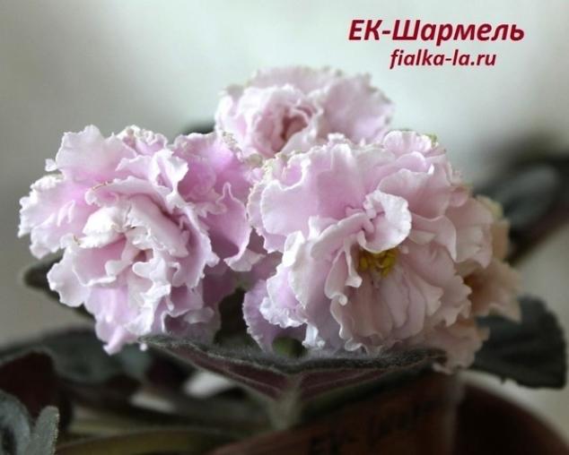 Фиалка ЕК-Шармель 2
