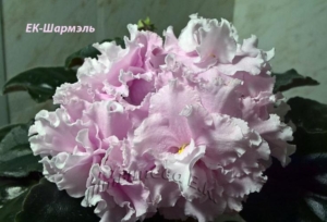 Фиалка ЕК-Шармель