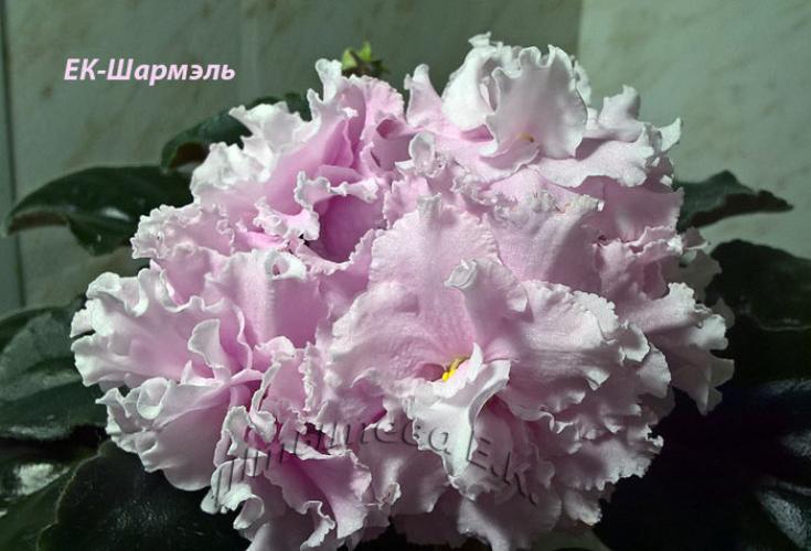 Фиалка ЕК-Шармель