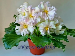 Фиалка ЕК-Шедевр Кондитера