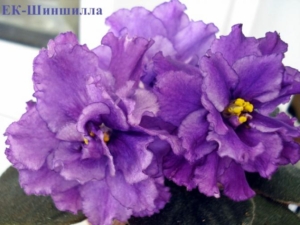 Фиалка ЕК-Шиншилла