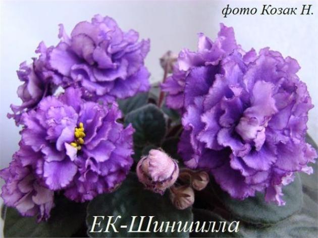 Фиалка ЕК-Шиншилла 5