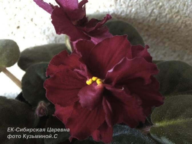 Фиалка ЕК-Сибирская Царевна 2