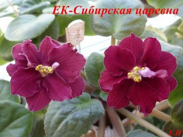 Фиалка ЕК-Сибирская Царевна 3