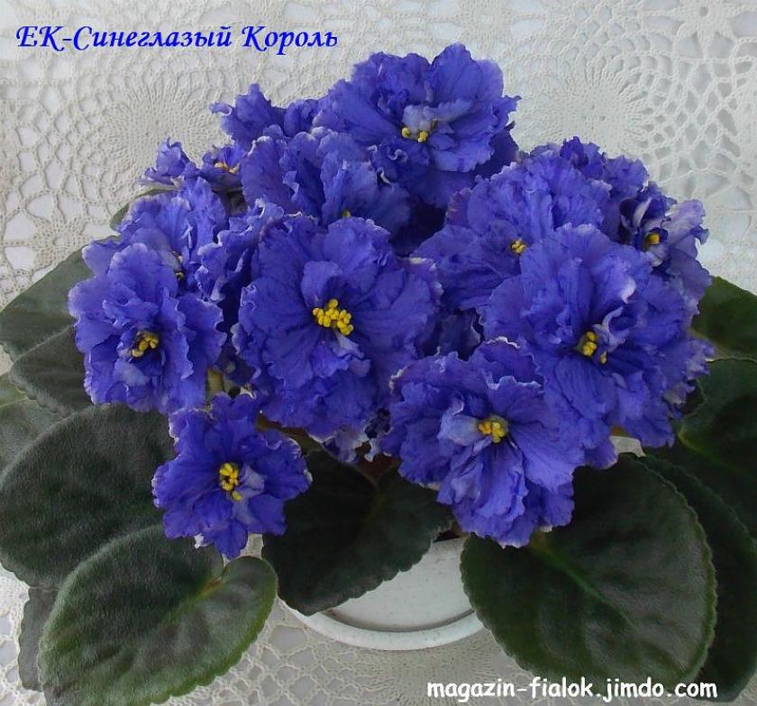 Фиалка ЕК-Синеглазый Король 4