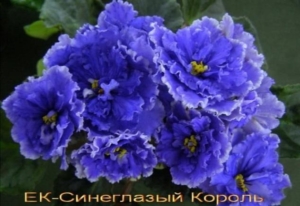 Фиалка ЕК-Синеглазый Король