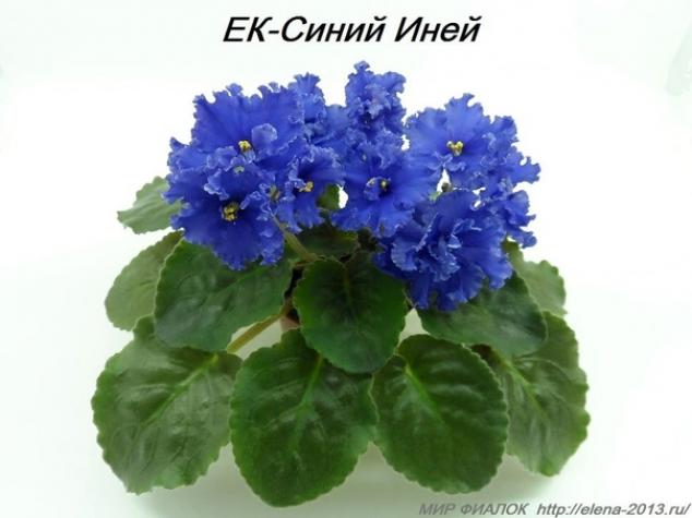 Фиалка ЕК-Синий Иней 3
