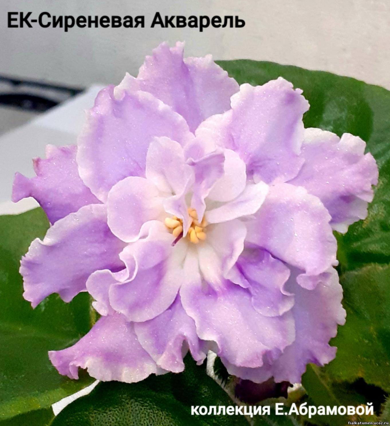 Фиалка ЕК-Сиреневая Акварель 5