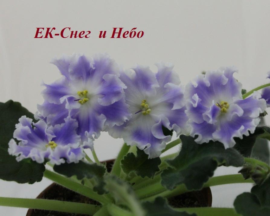 Фиалка ЕК-Снег и Небо 3