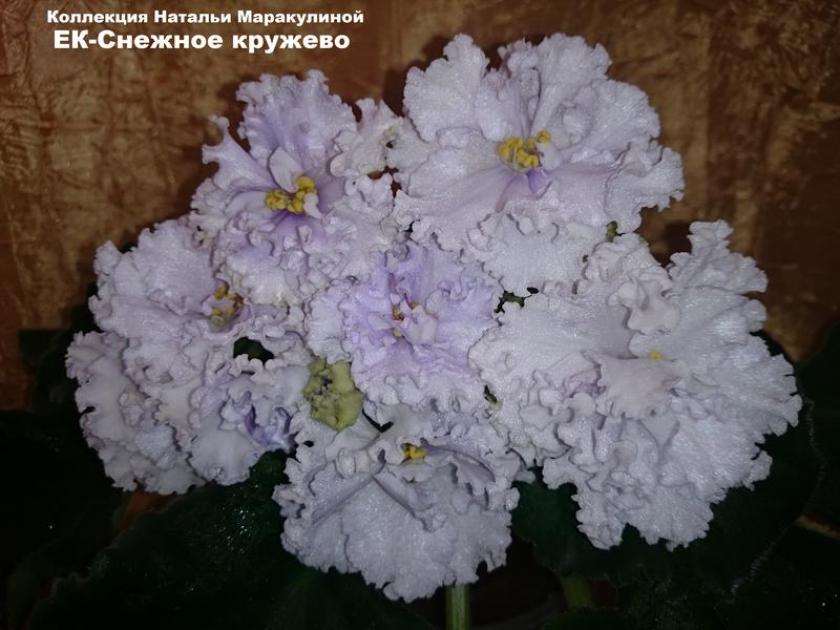 Фиалка ЕК-Снежное Кружево 4