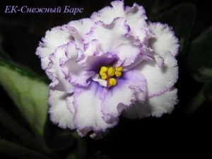 Фиалка ЕК-Снежный Барс