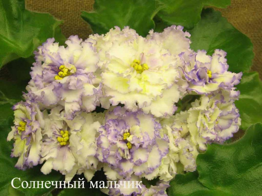 Фиалка ЕК-Солнечный Мальчик 4
