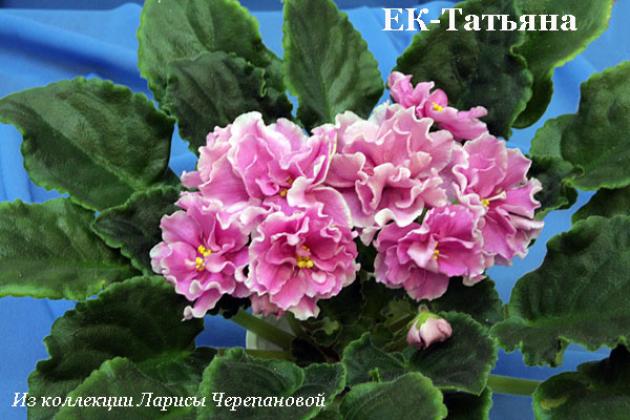 Фиалка ЕК-Татьяна 2