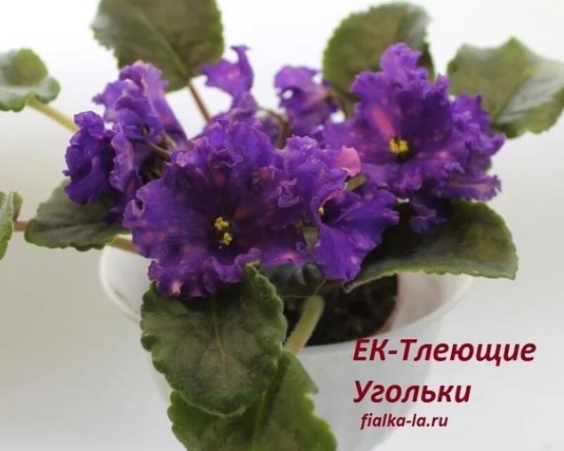 Фиалка ЕК-Тлеющие Угольки 2
