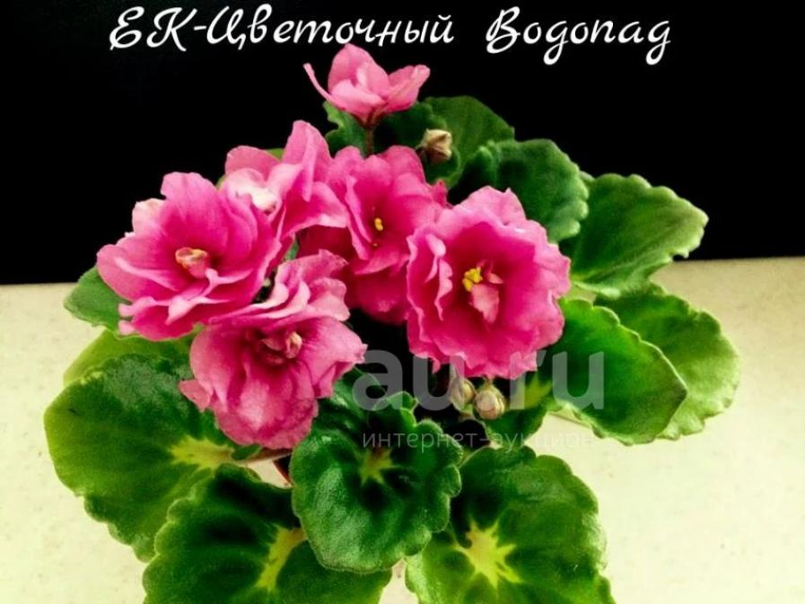 Фиалка ЕК-Цветочный Водопад 6