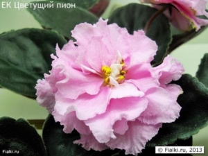 Фиалка ЕК-Цветущий пион