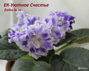 Фиалка ЕК-Уютное Счастье