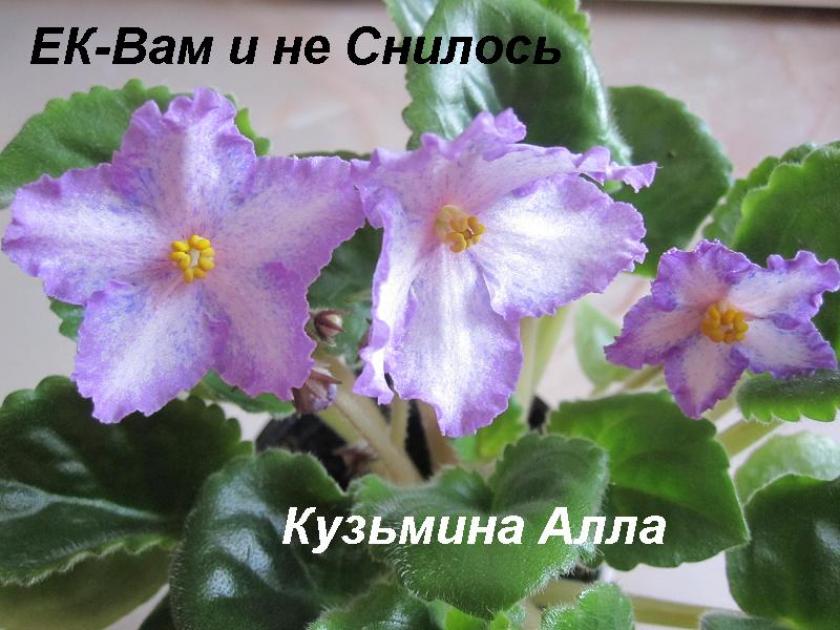 Фиалка ЕК-Вам и Не Снилось 4