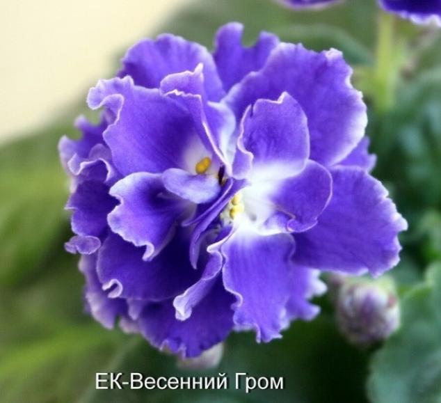 Фиалка ЕК-Весенний Гром 2
