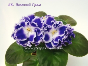 Фиалка ЕК-Весенний Гром