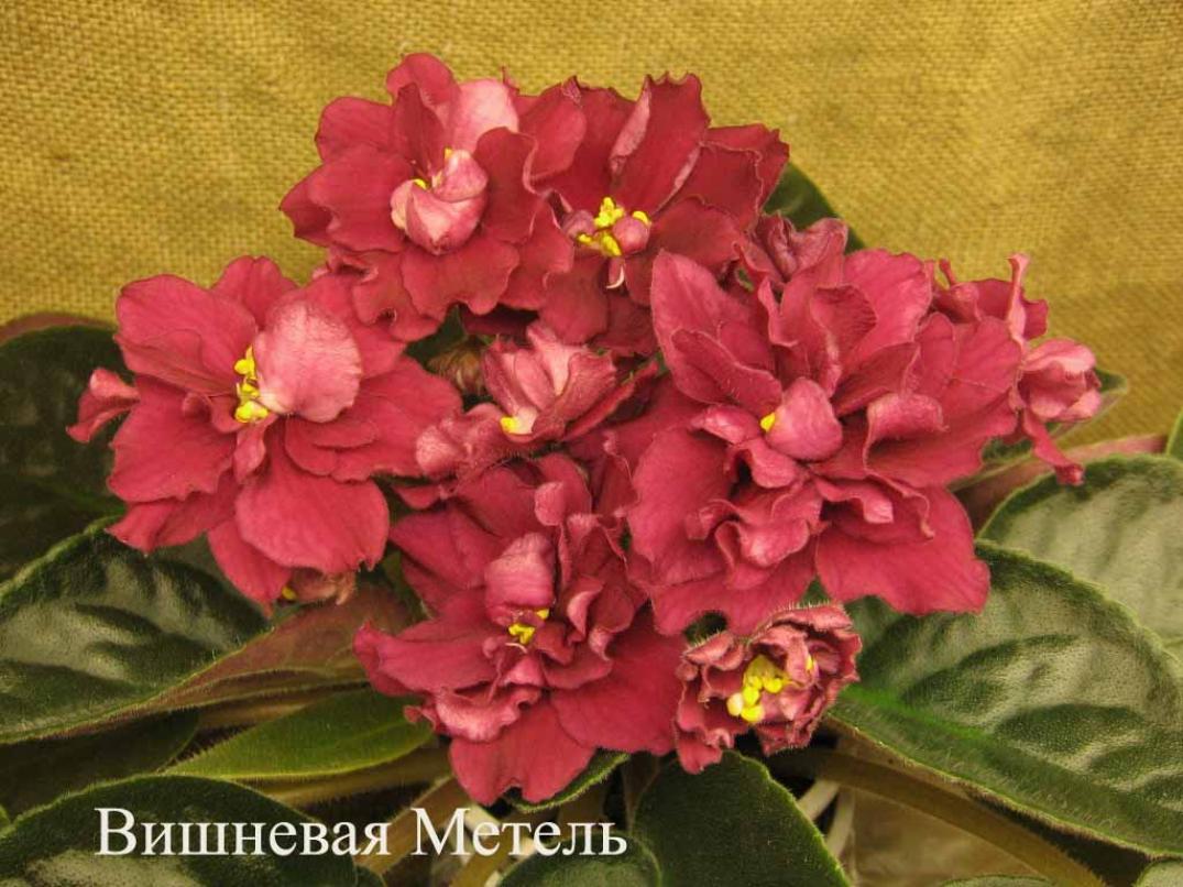 Фиалка ЕК-Вишневая Метель 5