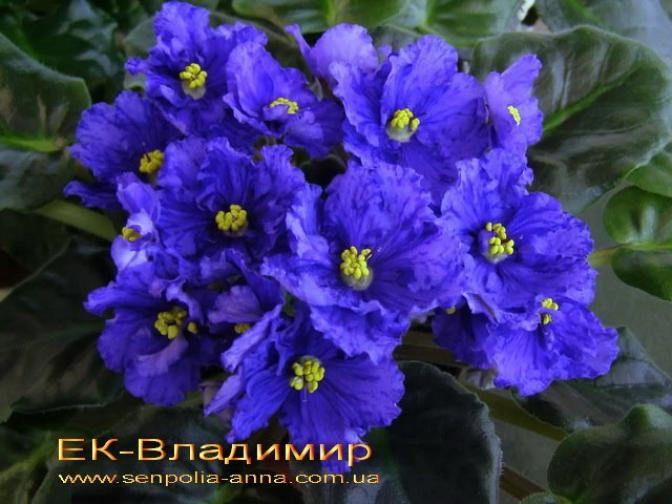 Фиалка ЕК-Владимир 3