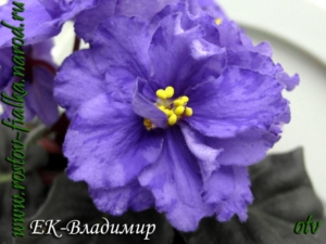 Фиалка ЕК-Владимир