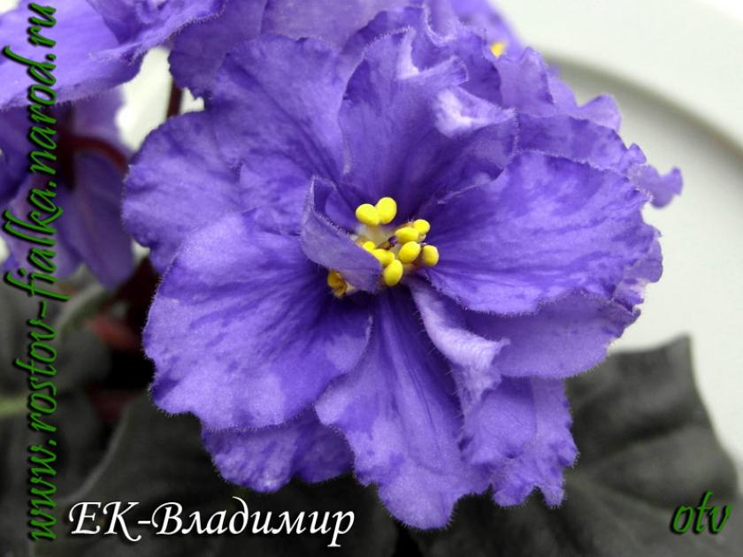 Фиалка ЕК-Владимир