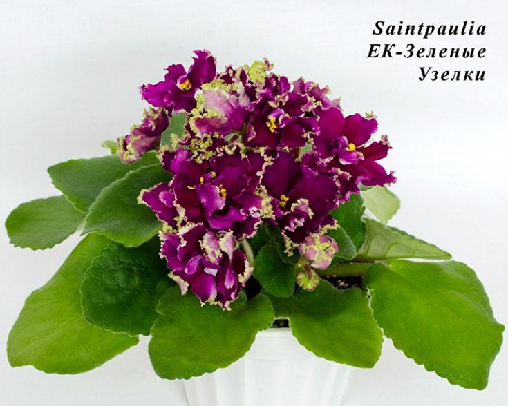 Фиалка ЕК-Зеленые Узелки 5