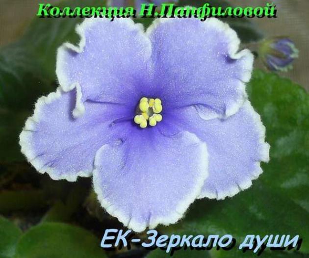 Фиалка ЕК-Зеркало Души 5