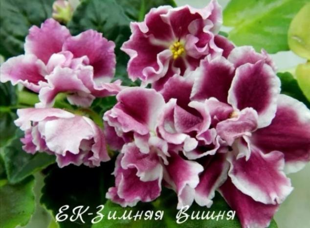 Фиалка ЕК-Зимняя Вишня 2