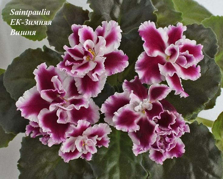 Фиалка ЕК-Зимняя Вишня 3