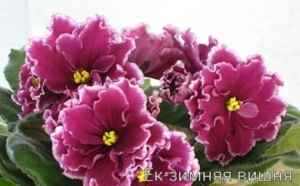 Фиалка ЕК-Зимняя Вишня