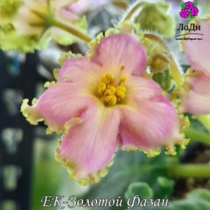 Фиалка ЕК-Золотой Фазан