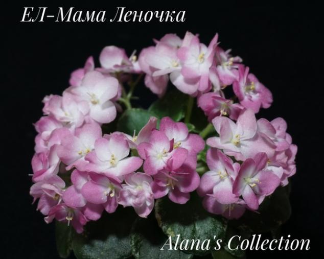 Фиалка ЕЛ-Мама Леночка 3