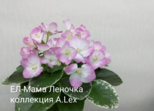 Фиалка ЕЛ-Мама Леночка