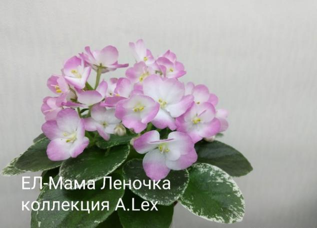Фиалка ЕЛ-Мама Леночка