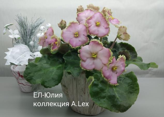 Фиалка ЕЛ-Юлия 3