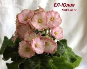 Фиалка ЕЛ-Юлия