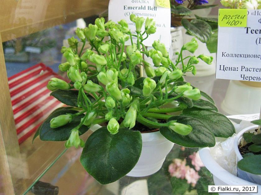 Фиалка Эмеральд Белл 5