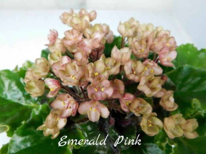 Фиалка Эмеральд Пинк (Emerald Pink) 3