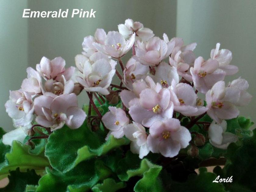 Фиалка Эмеральд Пинк (Emerald Pink) 4