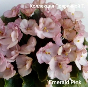 Фиалка Эмеральд Пинк (Emerald Pink)