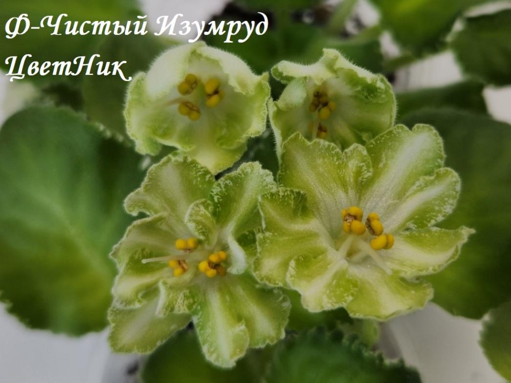 Фиалка Ф-Чистый Изумруд 6